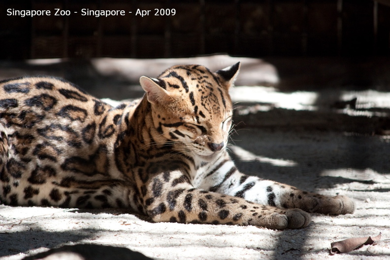 20090423_Singapore Zoo _47 of 97_.jpg
